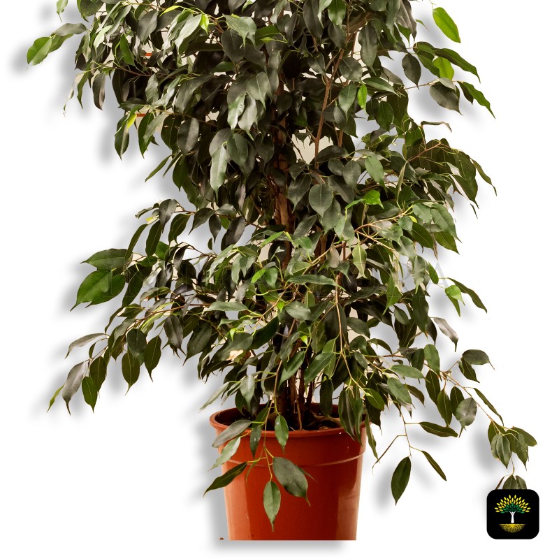 Ficus Benjamina Large